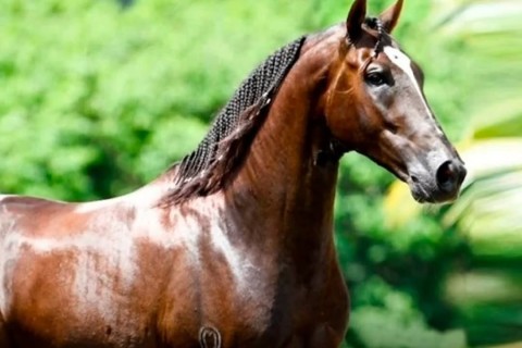 CAVALO DE R$ 12 MILHÕES TERIA MORRIDO APÓS COMER RAÇÃO DE FÁBRICA DE GOIÁS, DIZ ADVOGADA