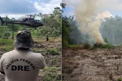 Polícia Federal localiza e destrói mais de 65 mil pés de maconha em áreas remotas